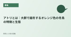 アトリとは｜大群で越冬するオレンジ色の冬鳥の特徴と生態