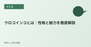 ウロコインコとは｜性格と魅力を徹底解説