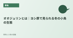 オオジュリンとは｜ヨシ原で見られる冬の小鳥の生態