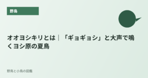 オオヨシキリとは｜「ギョギョシ」と大声で鳴くヨシ原の夏鳥