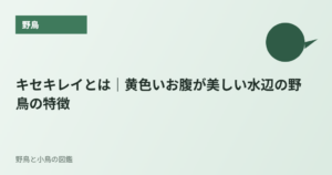 キセキレイとは｜黄色いお腹が美しい水辺の野鳥の特徴