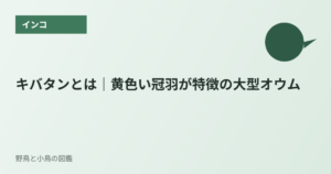 キバタンとは｜黄色い冠羽が特徴の大型オウム