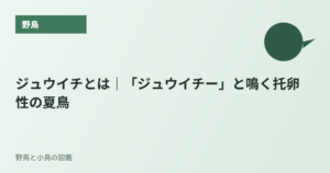 ジュウイチとは｜「ジュウイチー」と鳴く托卵性の夏鳥