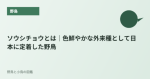 ソウシチョウとは｜色鮮やかな外来種として日本に定着した野鳥