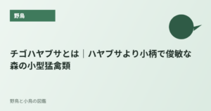 チゴハヤブサとは｜ハヤブサより小柄で俊敏な森の小型猛禽類