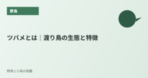 ツバメとは｜渡り鳥の生態と特徴