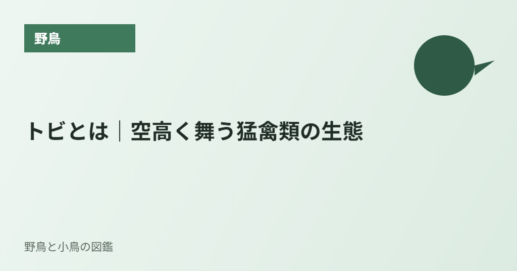 トビとは|空高く舞う猛禽類の生態