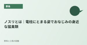 ノスリとは｜電柱にとまる姿でおなじみの身近な猛禽類