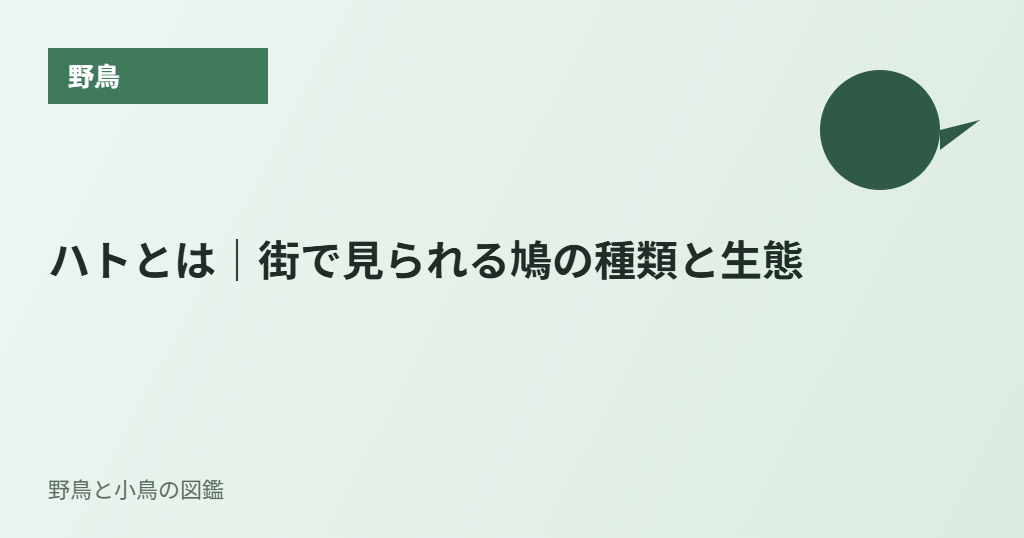 ハトとは|街で見られる鳩の種類と生態