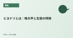 ヒヨドリとは｜鳴き声と生態の特徴