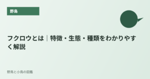 フクロウとは｜特徴・生態・種類をわかりやすく解説