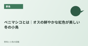 ベニマシコとは｜オスの鮮やかな紅色が美しい冬の小鳥