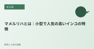 マメルリハとは｜小型で人気の高いインコの特徴