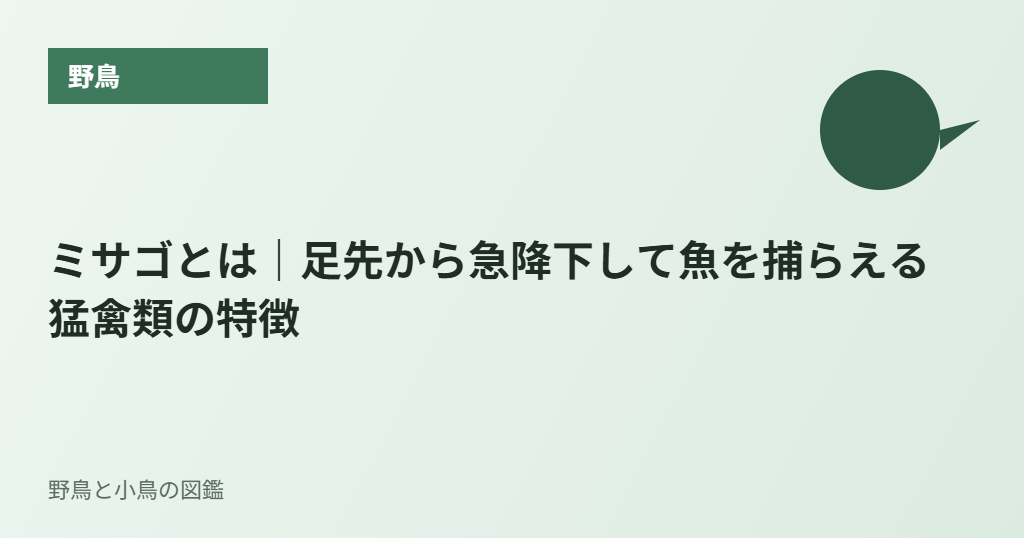 ミサゴとは|足先から急降下して魚を捕らえる猛禽類の特徴