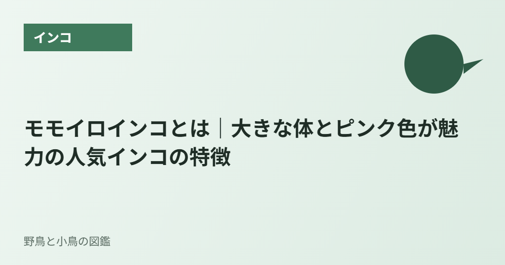 モモイロインコとは|大きな体とピンク色が魅力の人気インコの特徴
