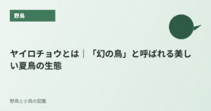 ヤイロチョウとは｜「幻の鳥」と呼ばれる美しい夏鳥の生態