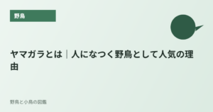 ヤマガラとは｜人になつく野鳥として人気の理由