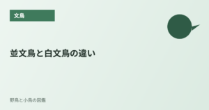 並文鳥と白文鳥の違い