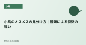 小鳥のオスメスの見分け方｜種類による特徴の違い
