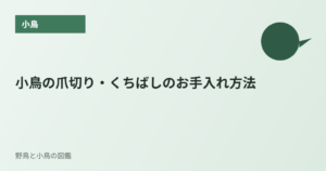 小鳥の爪切り・くちばしのお手入れ方法