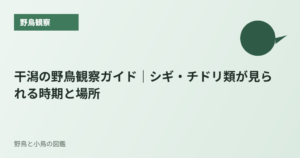 干潟の野鳥観察ガイド｜シギ・チドリ類が見られる時期と場所