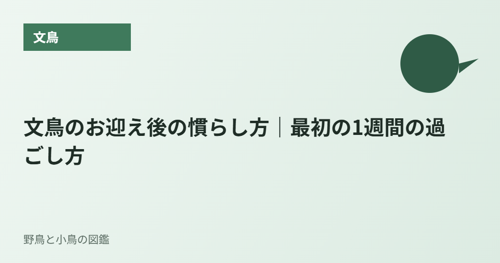 文鳥のお迎え後の慣らし方|最初の1週間の過ごし方