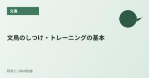 文鳥のしつけ・トレーニングの基本
