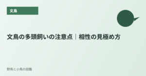 文鳥の多頭飼いの注意点｜相性の見極め方