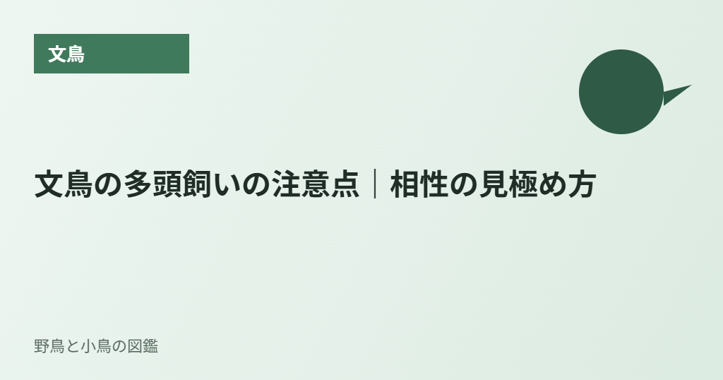 文鳥の多頭飼いの注意点｜相性の見極め方