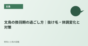 文鳥の換羽期の過ごし方｜抜け毛・体調変化と対策