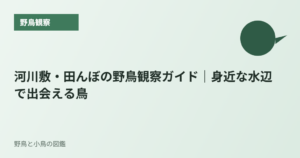 河川敷・田んぼの野鳥観察ガイド｜身近な水辺で出会える鳥
