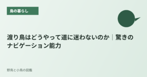 渡り鳥はどうやって道に迷わないのか｜驚きのナビゲーション能力