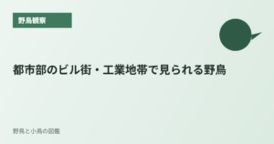 都市部のビル街・工業地帯で見られる野鳥