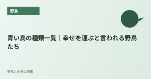青い鳥の種類一覧｜幸せを運ぶと言われる野鳥たち