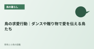 鳥の求愛行動｜ダンスや贈り物で愛を伝える鳥たち
