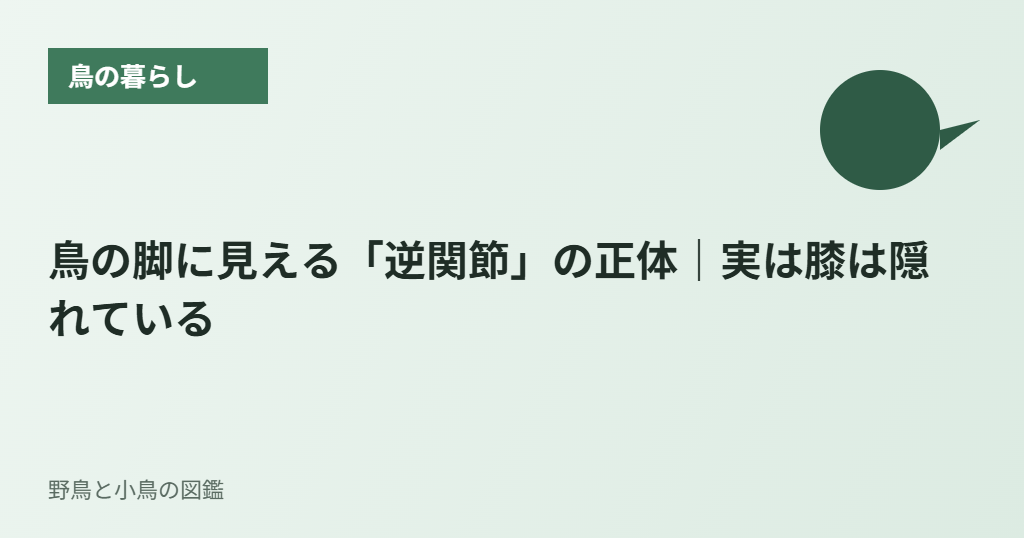 鳥の脚に見える「逆関節」の正体｜実は膝は隠れている