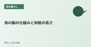 鳥の脳の仕組みと知能の高さ