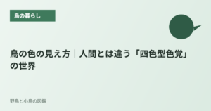 鳥の色の見え方｜人間とは違う「四色型色覚」の世界