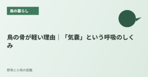 鳥の骨が軽い理由｜「気嚢」という呼吸のしくみ