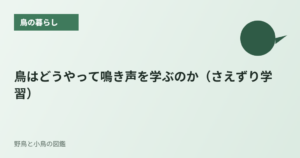 鳥はどうやって鳴き声を学ぶのか（さえずり学習）