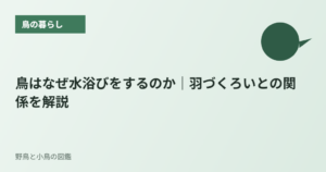 鳥はなぜ水浴びをするのか｜羽づくろいとの関係を解説