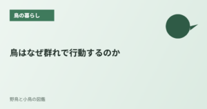 鳥はなぜ群れで行動するのか