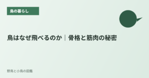 鳥はなぜ飛べるのか｜骨格と筋肉の秘密