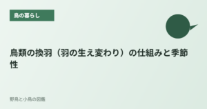 鳥類の換羽（羽の生え変わり）の仕組みと季節性